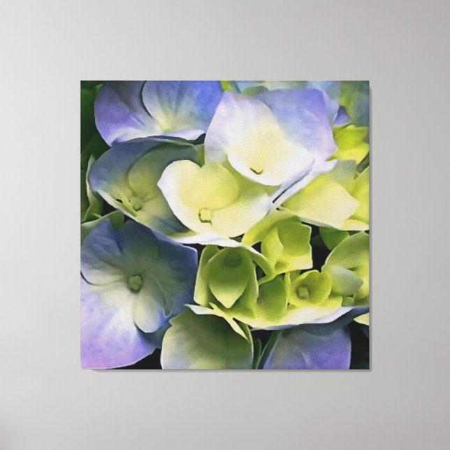 Hortensia Blossom Botanical Art Blue And Yellow  Canvas Print (Front)