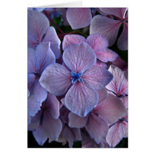 Hortensia de Twightlight