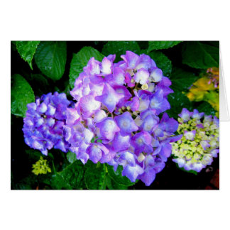 Hortensia d'été