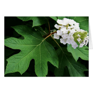 "hortensia d'oakleaf" par Larry Coressel