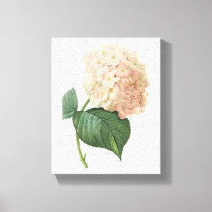 hortensia(Hydrangea sp.) by Redouté Canvas Print