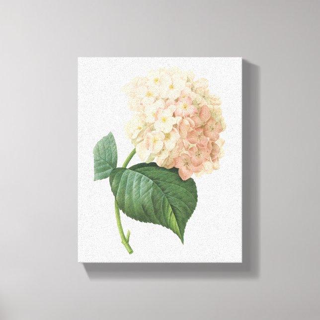 hortensia(Hydrangea sp.) by Redouté Canvas Print (Front)