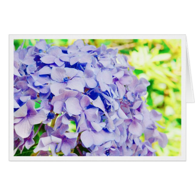 Hortensia lumineux d'été (Devant Horizontal)