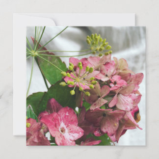 Hortensien bloom meets rain and dill