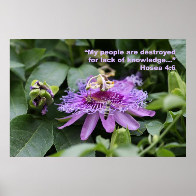 Hosea 4:6 Scripture Poster (Front)