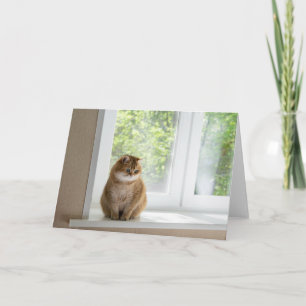 Hosico by the window card