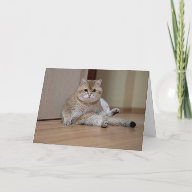 Hosico is sitting on the floor card (Front)