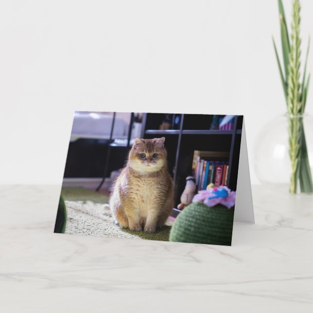 Hosico is watching card (Front)