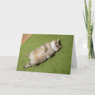 Hosico on the carpet card