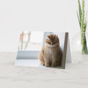 Hosico thought card