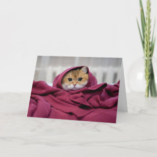 Hosico wrapped up card