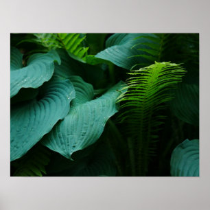 Hosta and Fern Poster