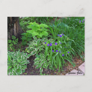 Hosta Garden avec des fleurs violettes Carte posta