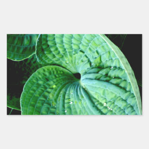 Hosta Heart Sticker