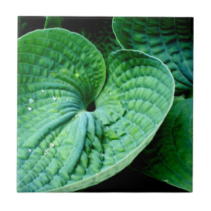 Hosta Heart Tile