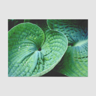 Hosta Heart Tissue Paper