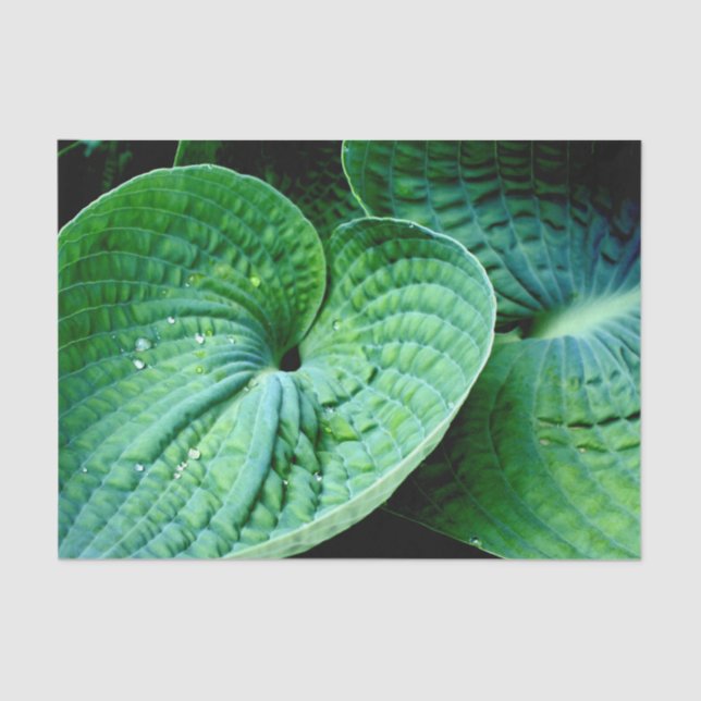 Hosta Heart Tissue Paper (Front)