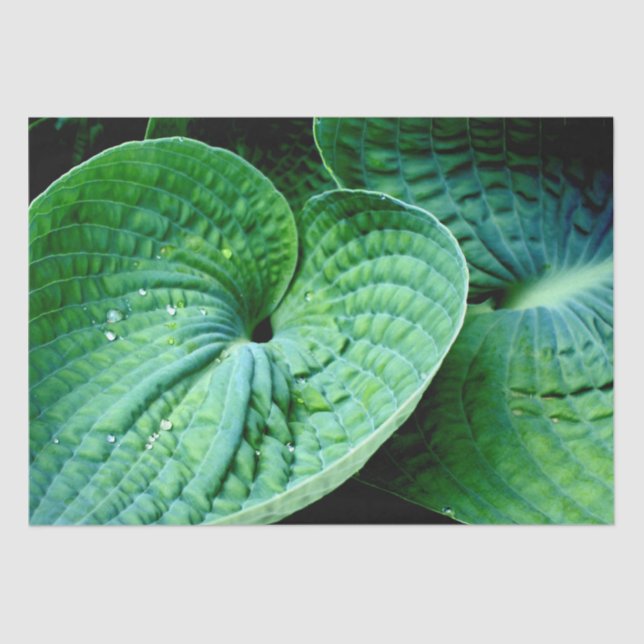 Hosta Heart Tissue Paper (Front)