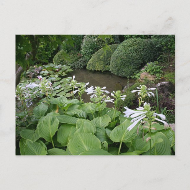 Hosta in a Zen Garden 2 Carte postale (Devant)