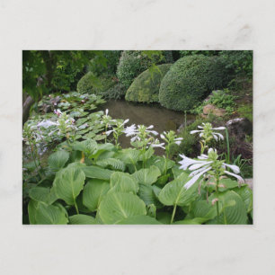 Hosta in a Zen Garden 2 Postcard