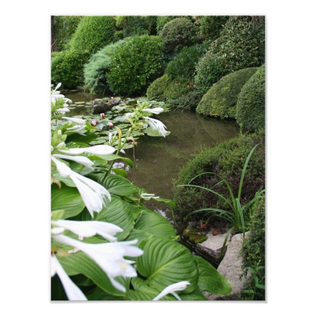 Hosta in a Zen Garden Photo Print (Front)