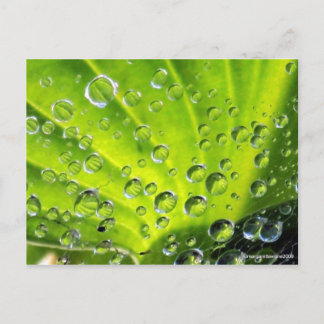 Hosta in the Morning Dew Postcard