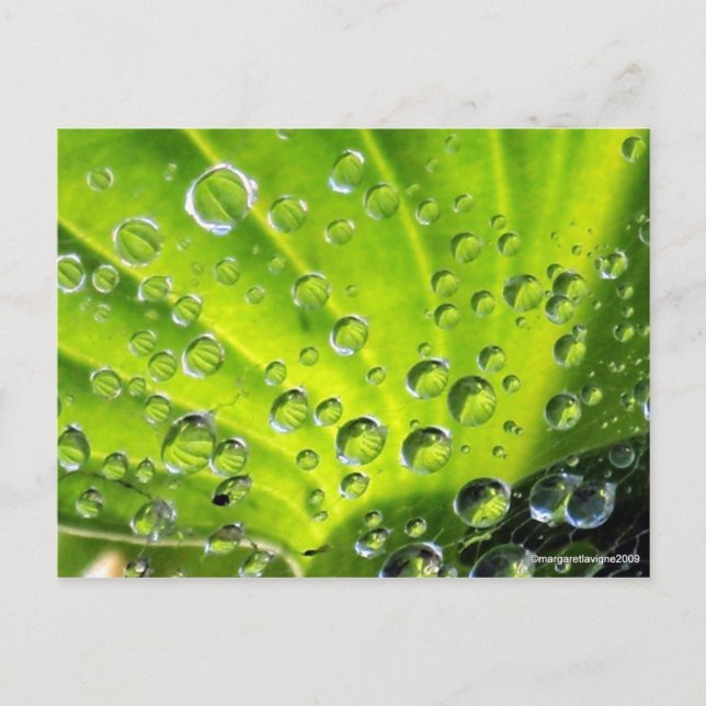 Hosta in the Morning Dew Postcard (Front)
