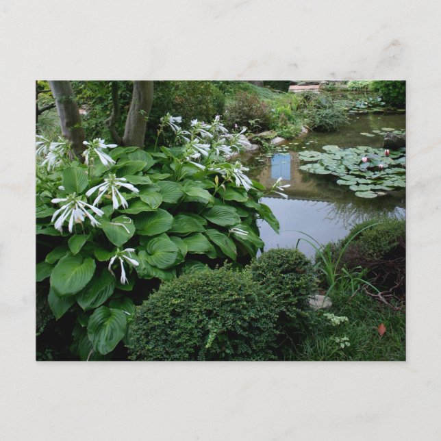 Hosta in the Zen Garden 3 Carte postale (Devant)