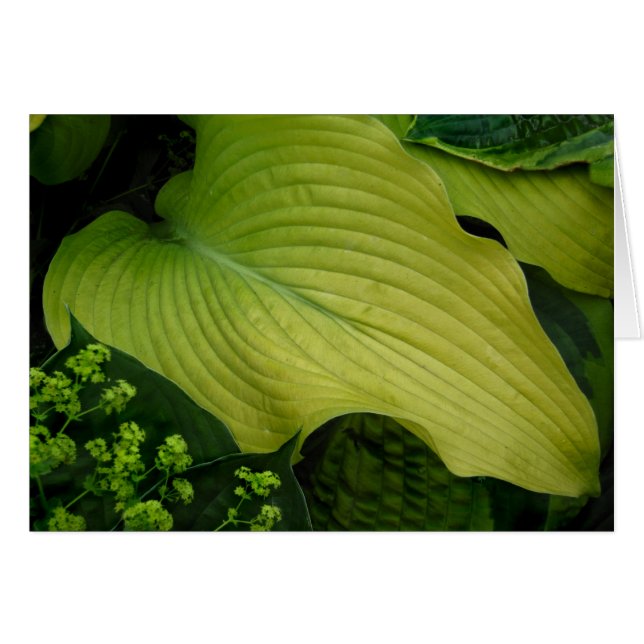 Hosta jaune (Devant horizontal)