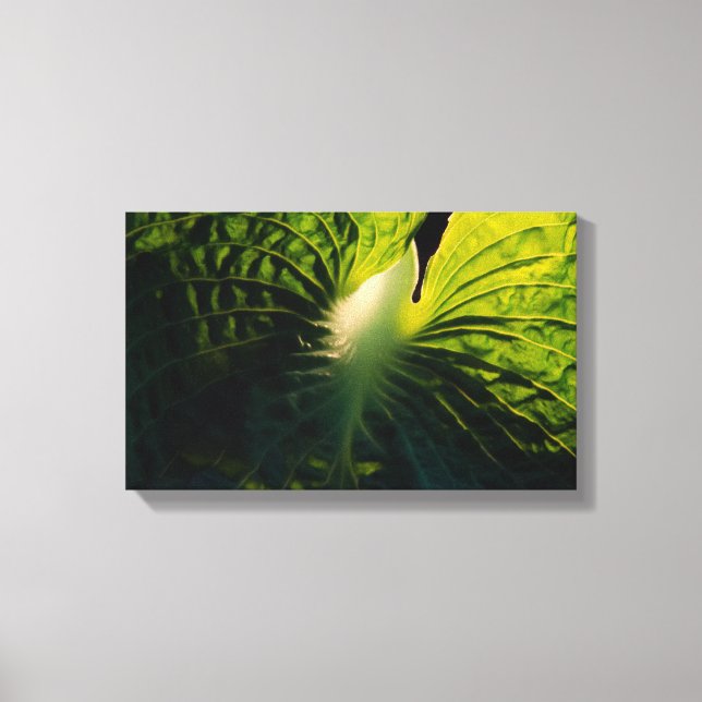 Hosta Leaf on Black Canvas Print (Front)