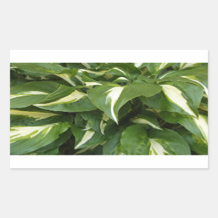 Hosta Leaves Sticker