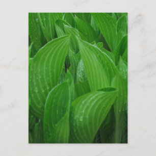 Hosta Leaves with Raindrops Postcard