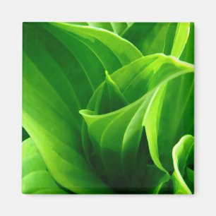 Hosta Magnet
