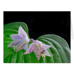 Hosta Plant Leaf and Flowers