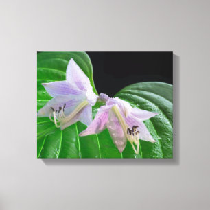 Hosta Plant Leaf and Flowers Canvas Print