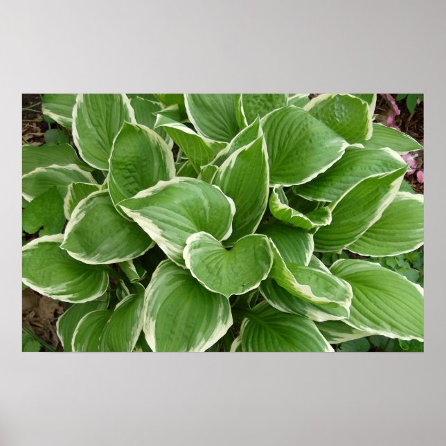 hosta poster (Front)