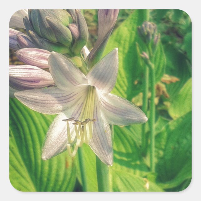 Hosta Square Sticker (Front)