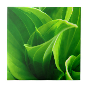 Hosta Tile