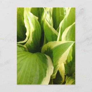 Hostas Postcard