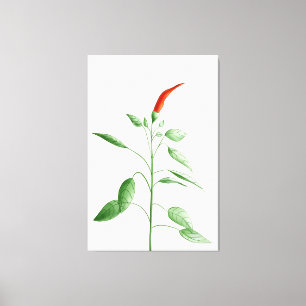 Hot Chili Pepper Plant Botanical Illustration Canvas Print