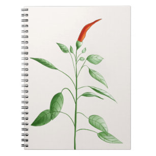Hot Chili Pepper Plant Botanical Illustration Notebook