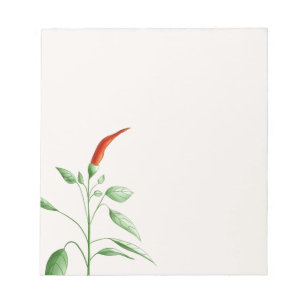 Hot Chili Pepper Plant Botanical Illustration Notepad