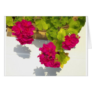 HOt fleurs florales roses Géranium rose