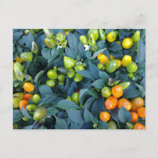 Hot Peppers Plant Postcard
