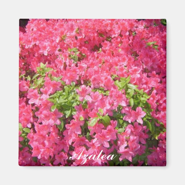 Hot Pink Azaleas Magnet (Front)