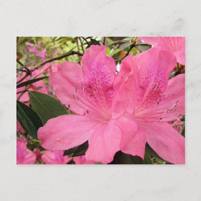 Hot Pink Azaleas Postcard (Front)