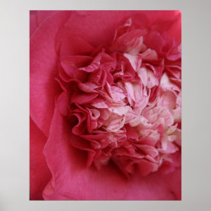 Hot Pink Camellia Poster