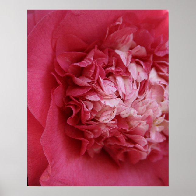 Hot Pink Camellia Poster (Front)
