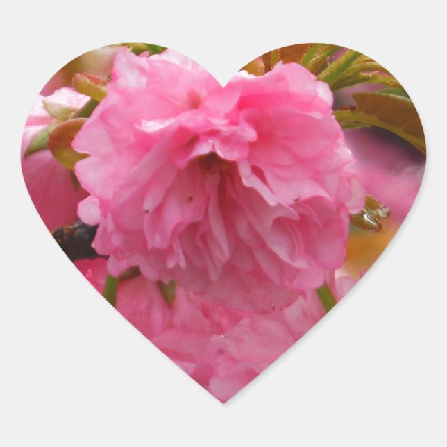Hot Pink Cherry Blossom Flowers Heart Sticker (Front)