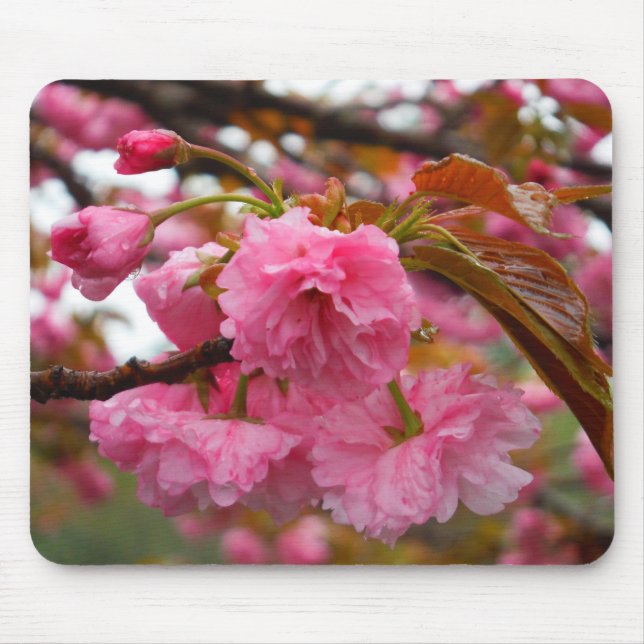 Hot Pink Cherry Blossom Flowers Mouse Pad (Front)